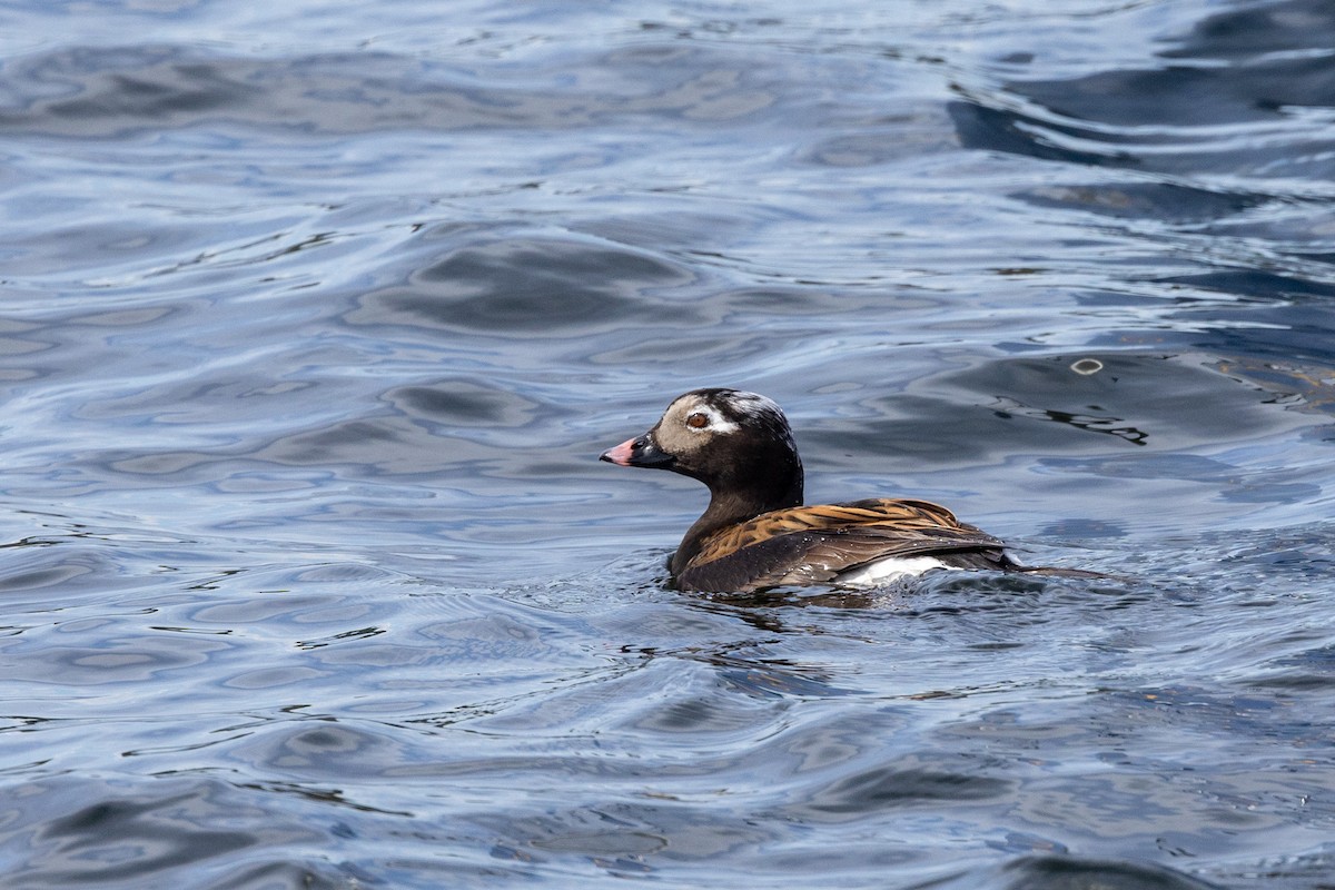Long-tailed Duck - ML619459944