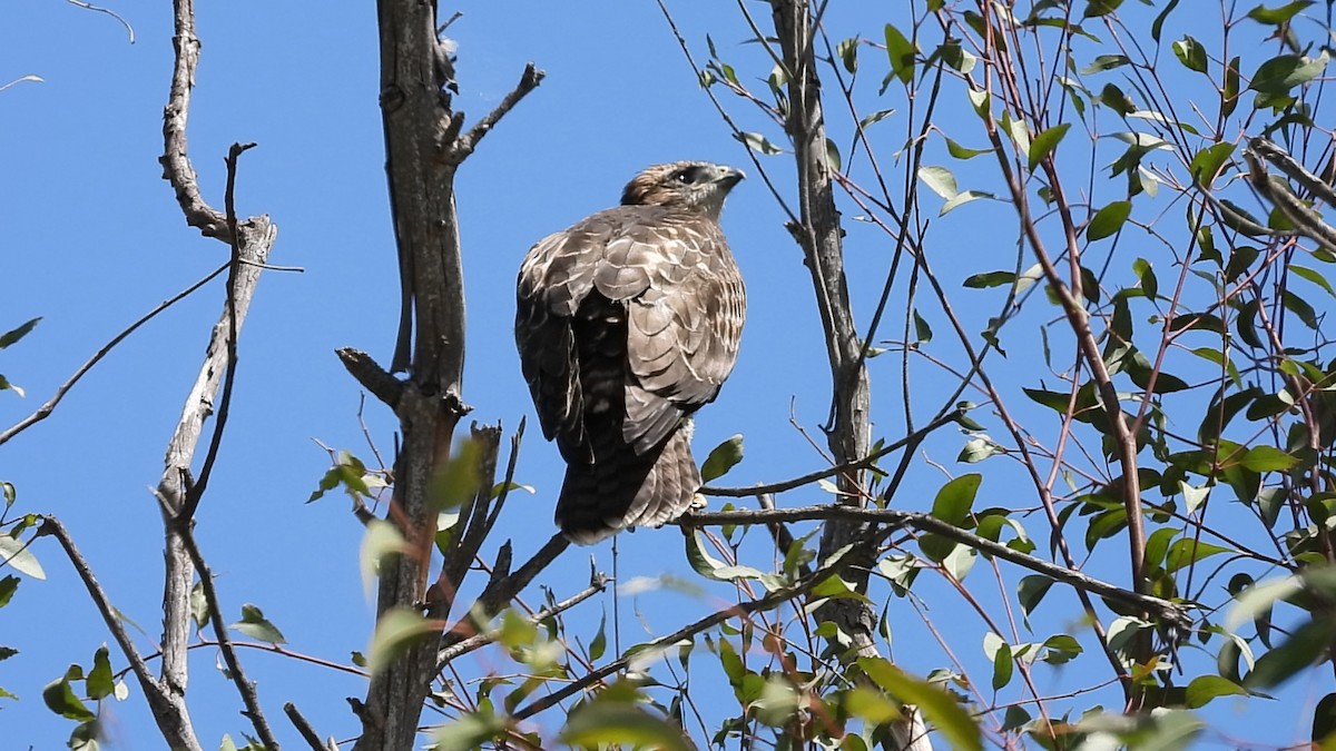 Red-tailed Hawk - ML619459946