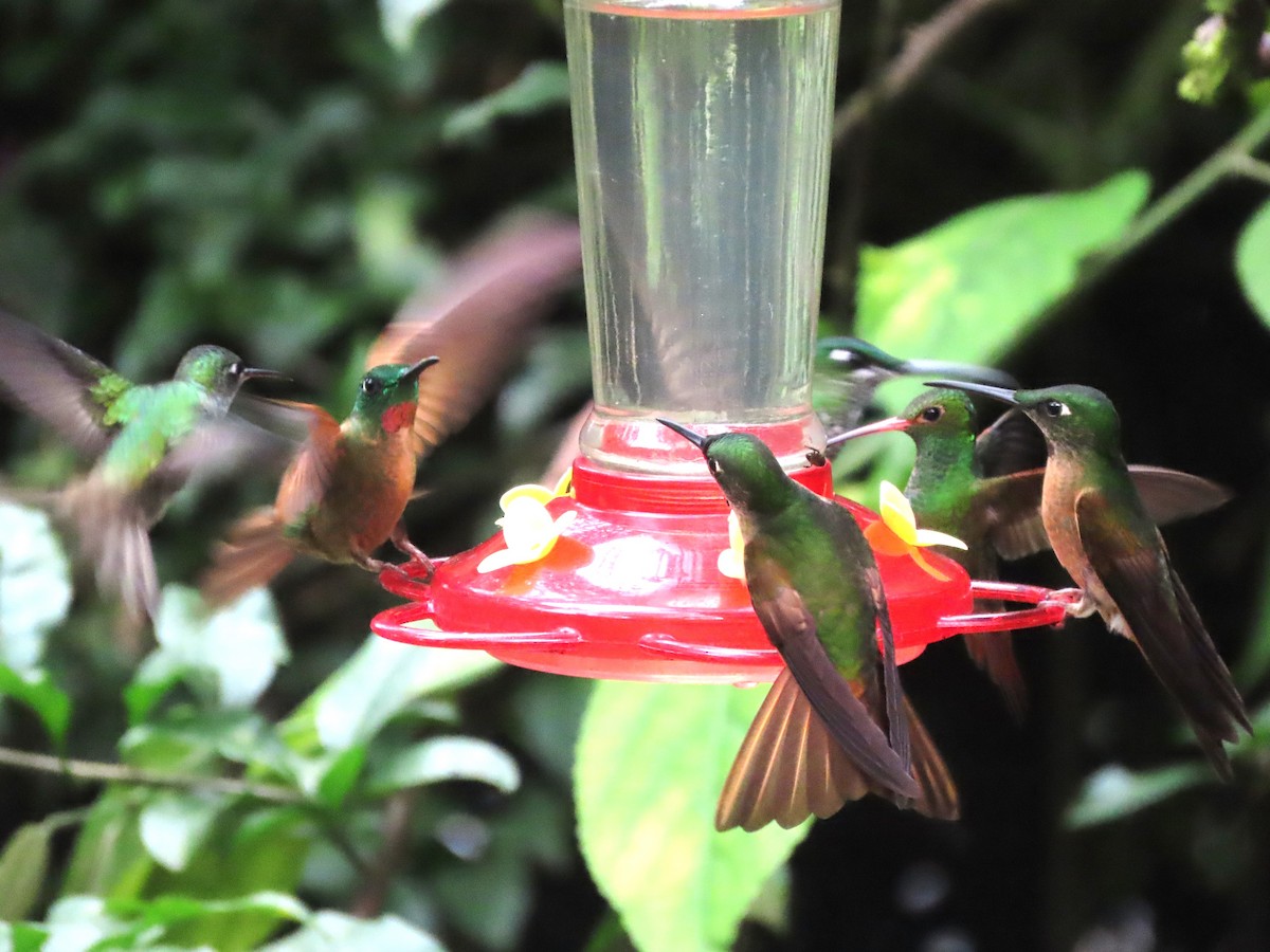 kolibřík hnědobřichý - ML619459964