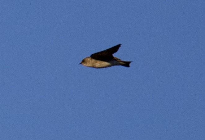 Northern Rough-winged Swallow - ML619459984