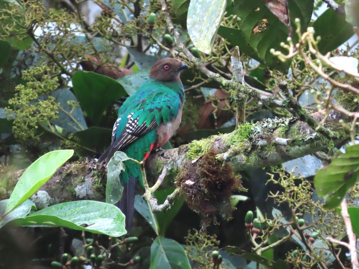 Crested Quetzal - ML619460003
