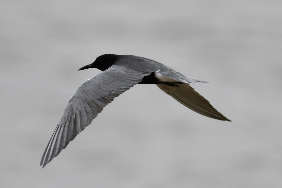 Black Tern - ML619460008