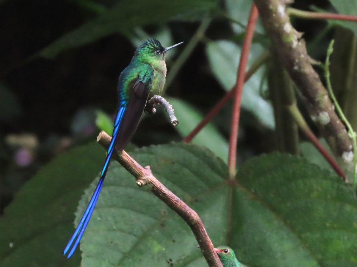 Violet-tailed Sylph - ML619460013