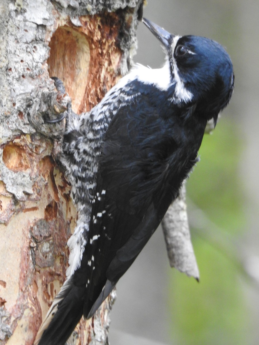 Black-backed Woodpecker - ML619460027