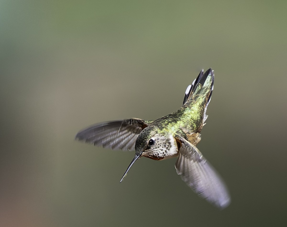 Calliope Hummingbird - ML619460038