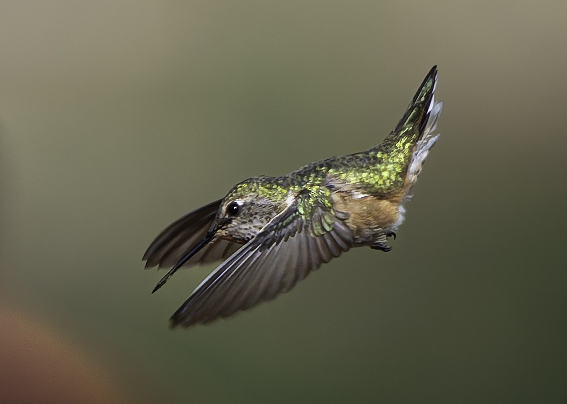 Calliope Hummingbird - ML619460039