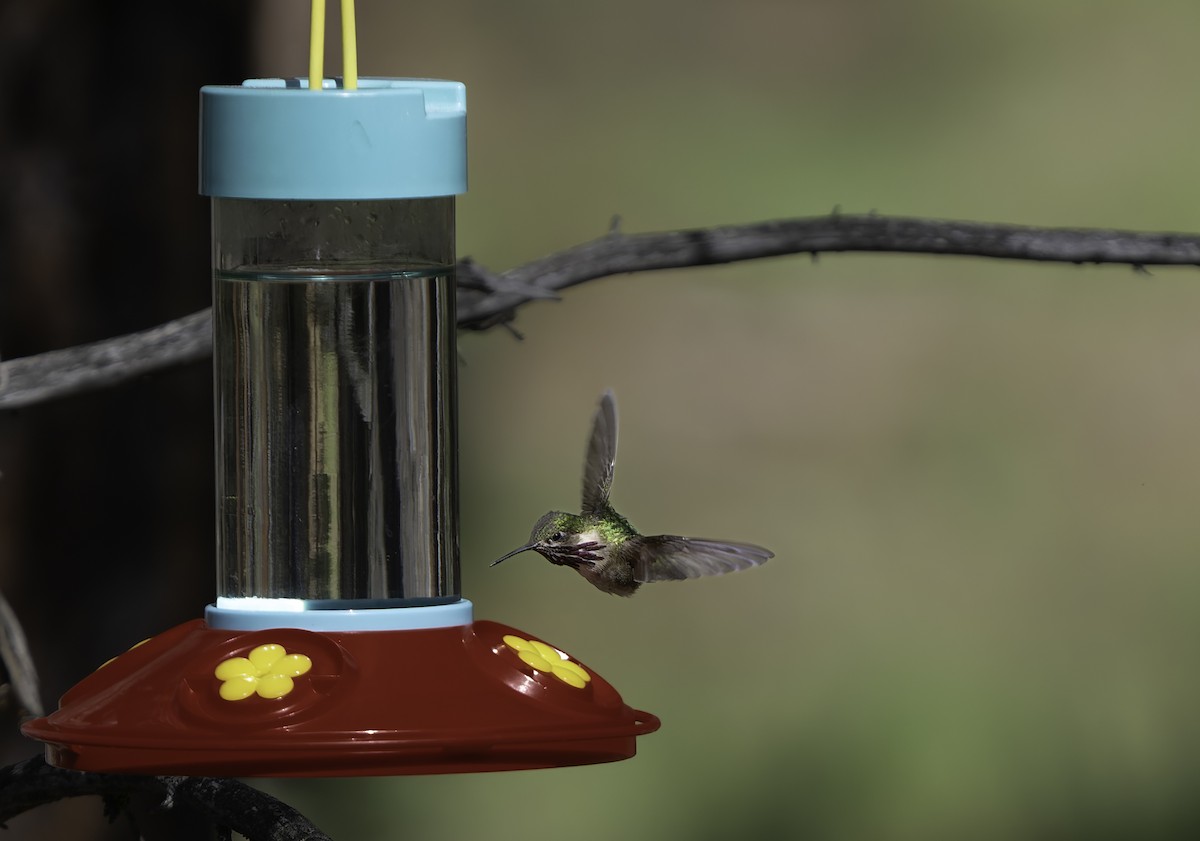 Calliope Hummingbird - ML619460041