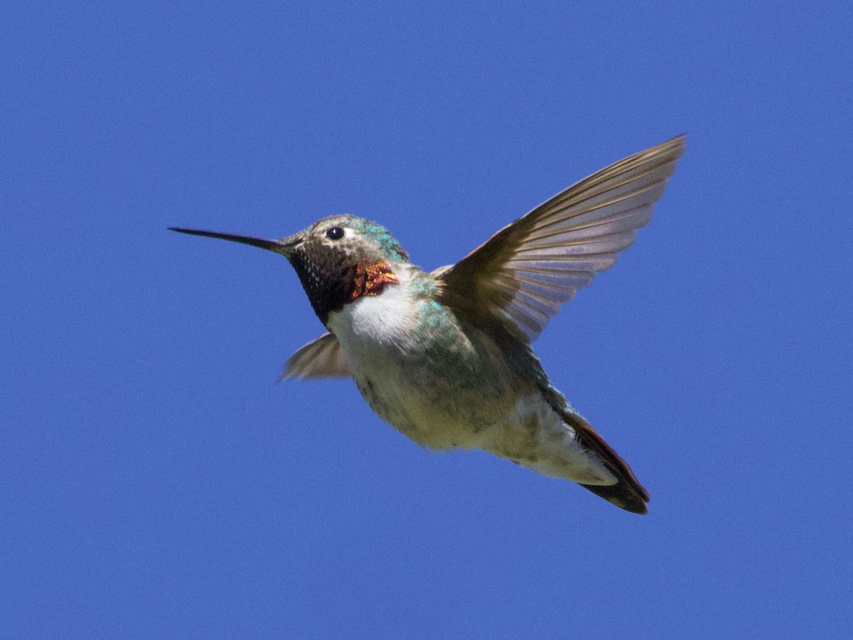 Broad-tailed Hummingbird - ML619460051