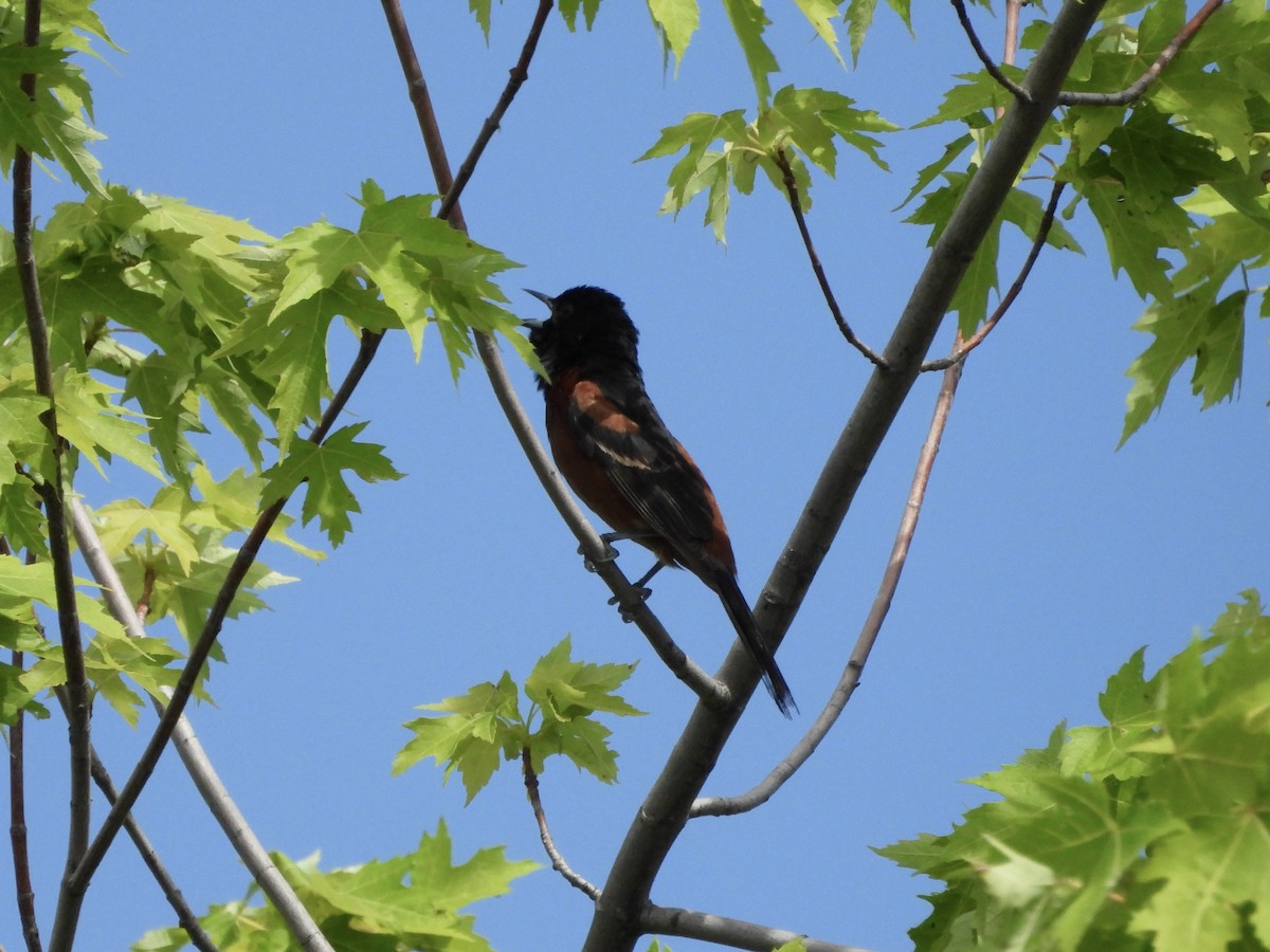 Orchard Oriole - ML619460100