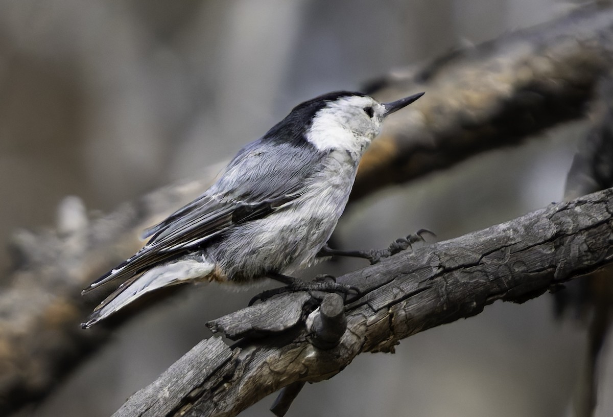 White-breasted Nuthatch - ML619460114
