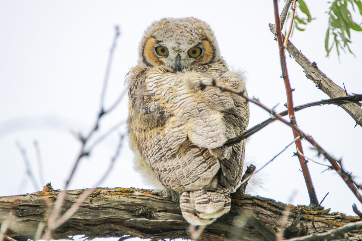 Great Horned Owl - ML619460189