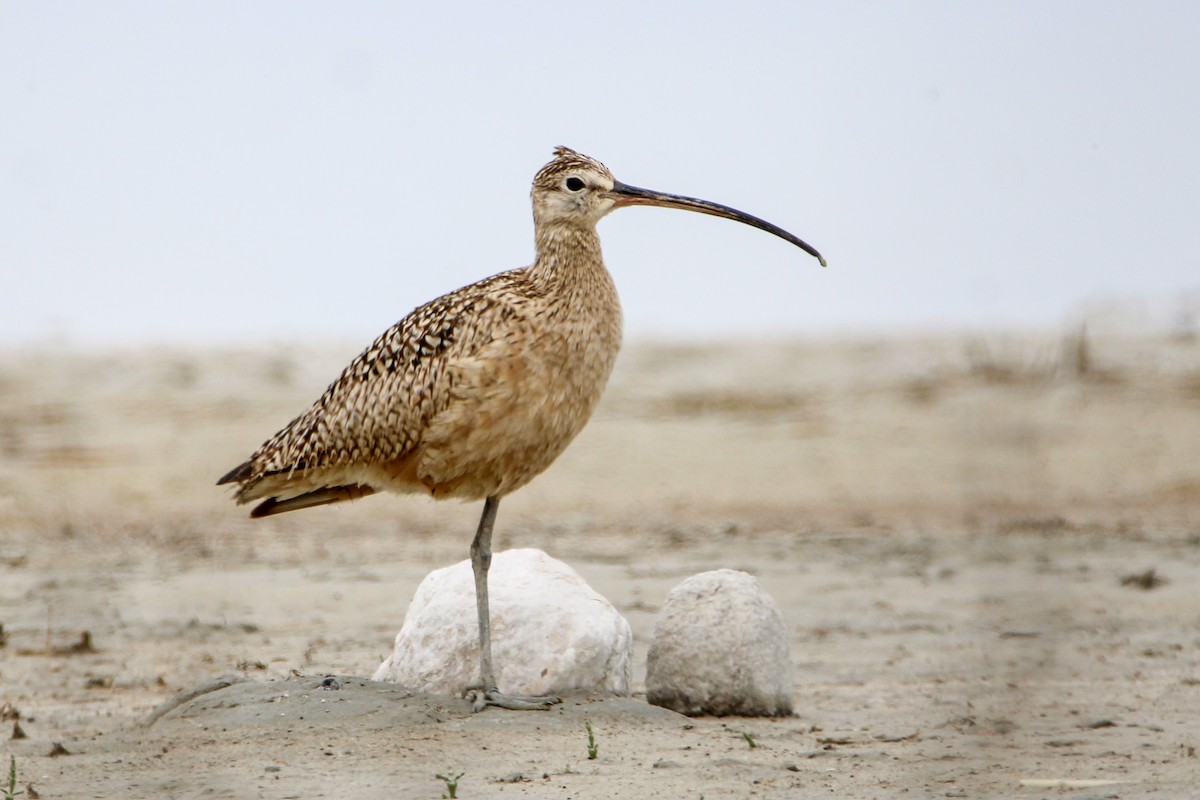 Long-billed Curlew - ML619460200