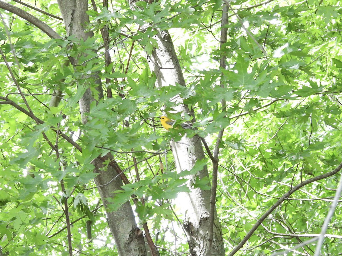 Prothonotary Warbler - ML619460239