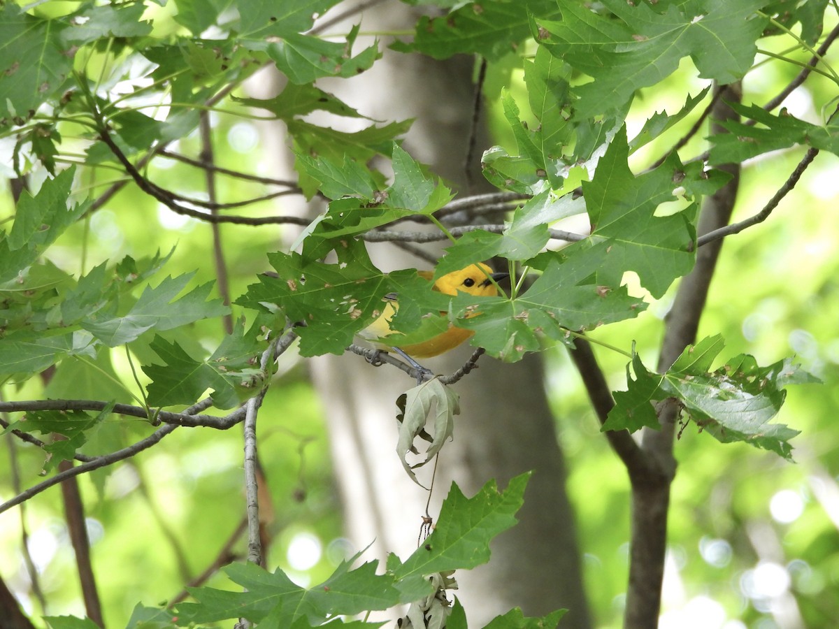 Prothonotary Warbler - ML619460247