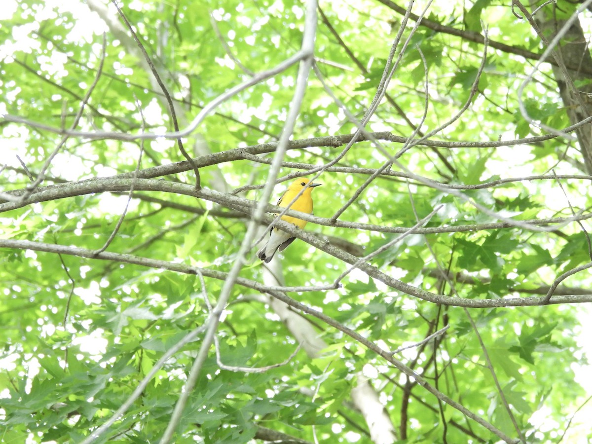 Prothonotary Warbler - ML619460252