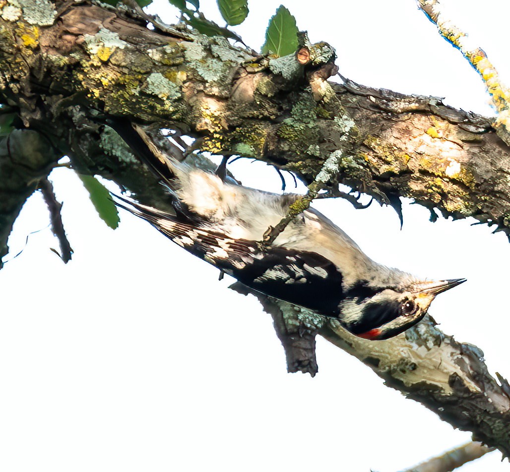 Downy Woodpecker - ML619460268