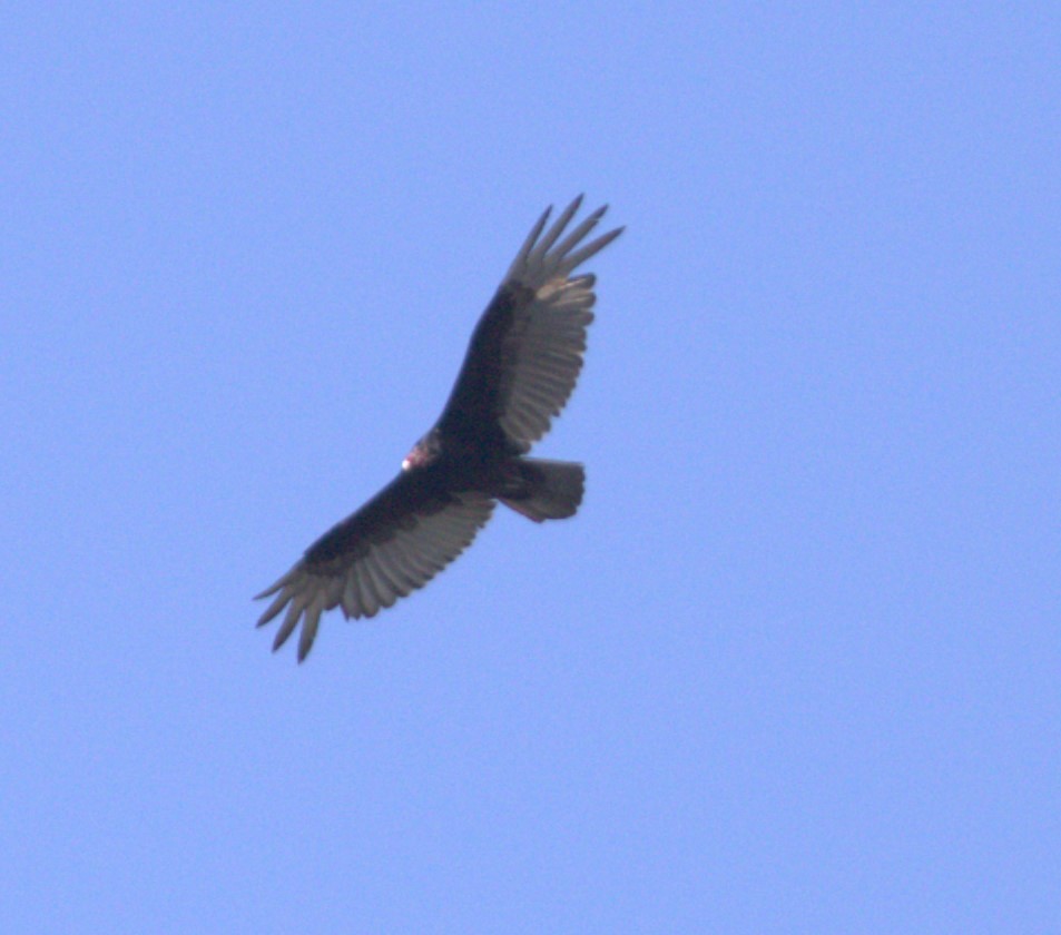 Turkey Vulture - ML619460271