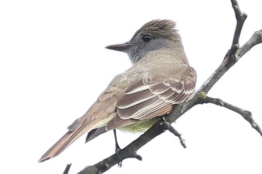 Great Crested Flycatcher - ML619460288