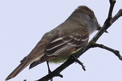 Great Crested Flycatcher - ML619460289