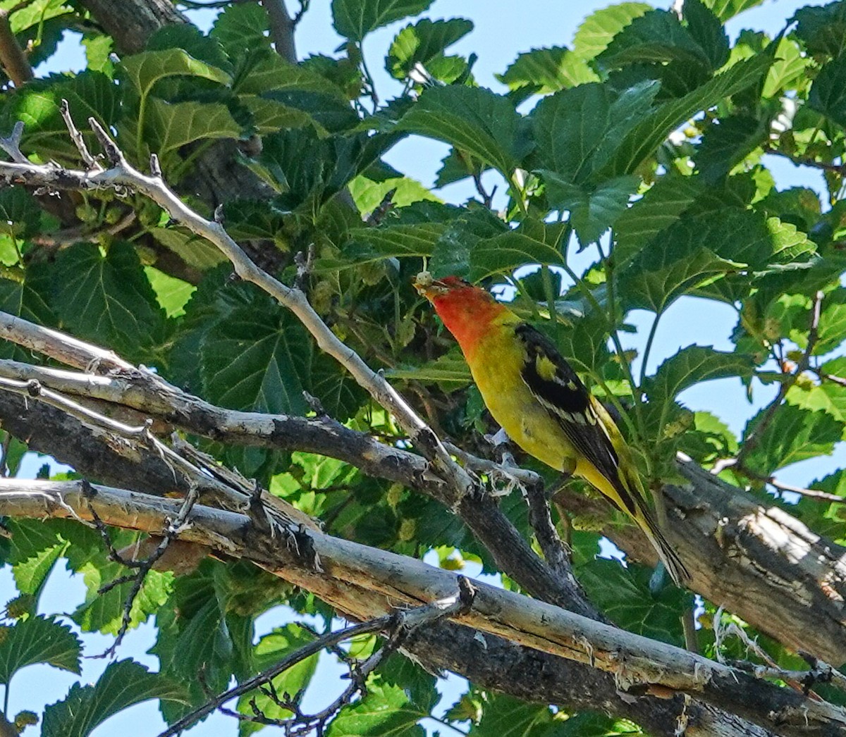 Western Tanager - ML619460325