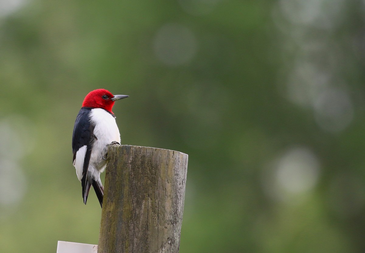 Red-headed Woodpecker - ML619460331