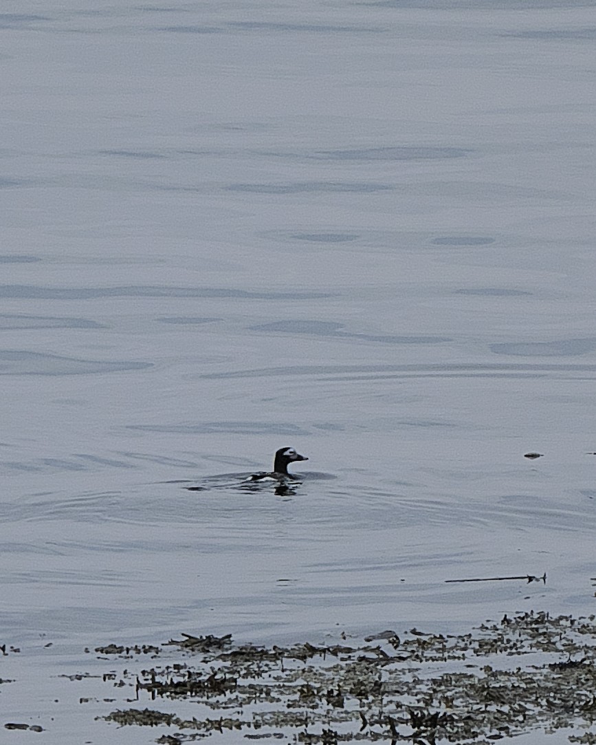 Long-tailed Duck - ML619460356