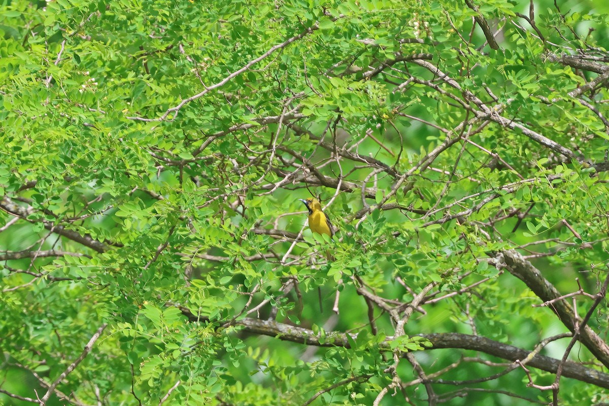 Orchard Oriole - ML619460367