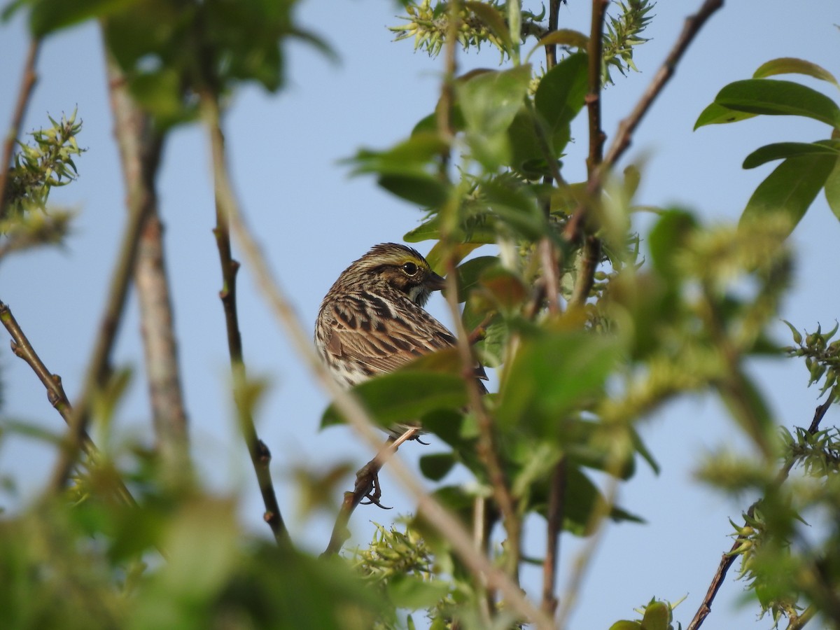Savannah Sparrow - ML619460404