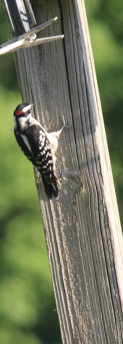 Downy Woodpecker - ML619460422