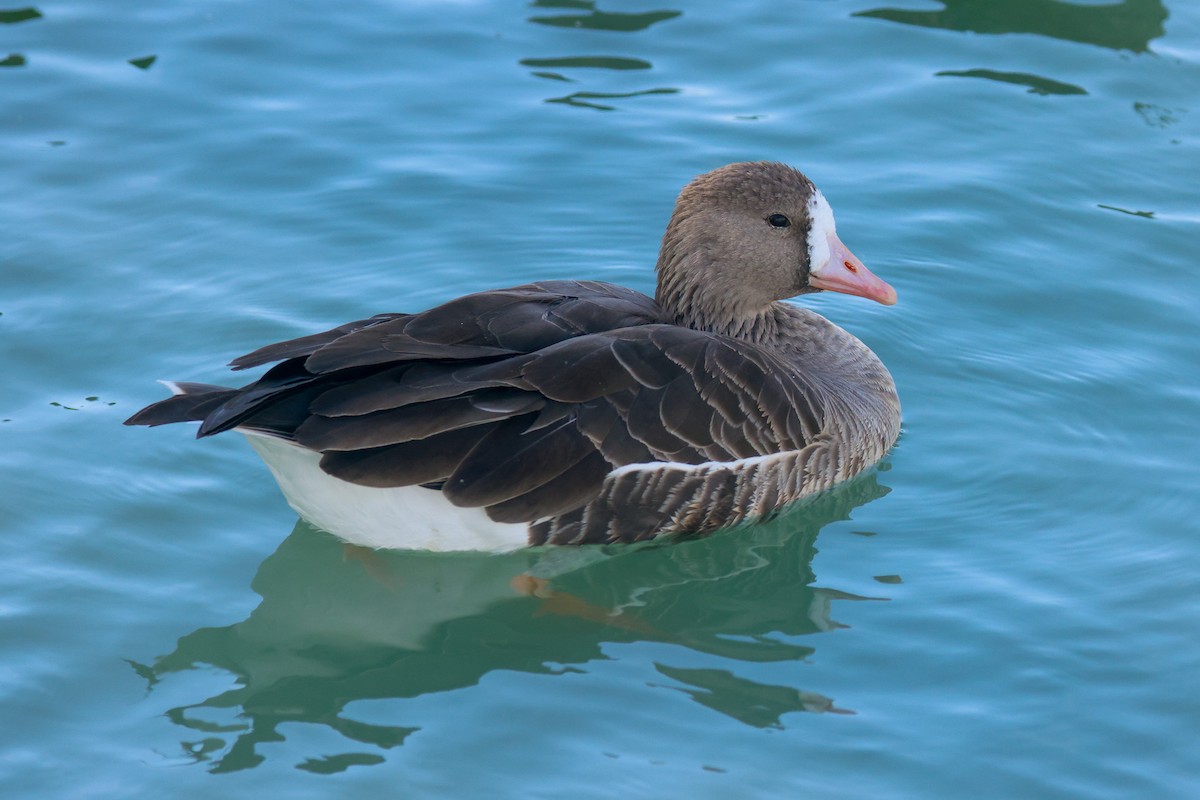 Greater White-fronted Goose - ML619460441