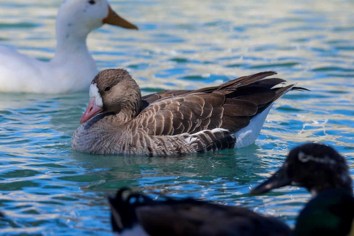 Greater White-fronted Goose - ML619460442