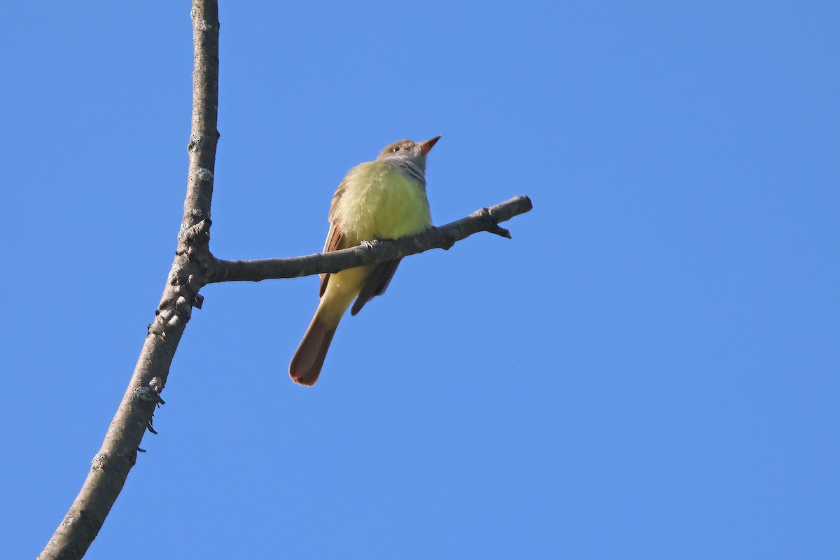 Great Crested Flycatcher - ML619460450