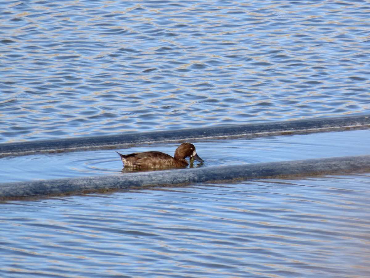 Greater Scaup - ML619460471