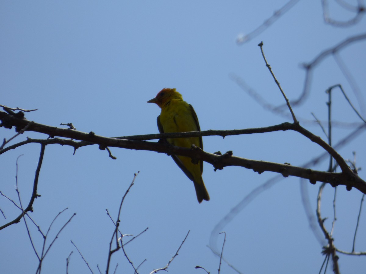 Western Tanager - ML619460482