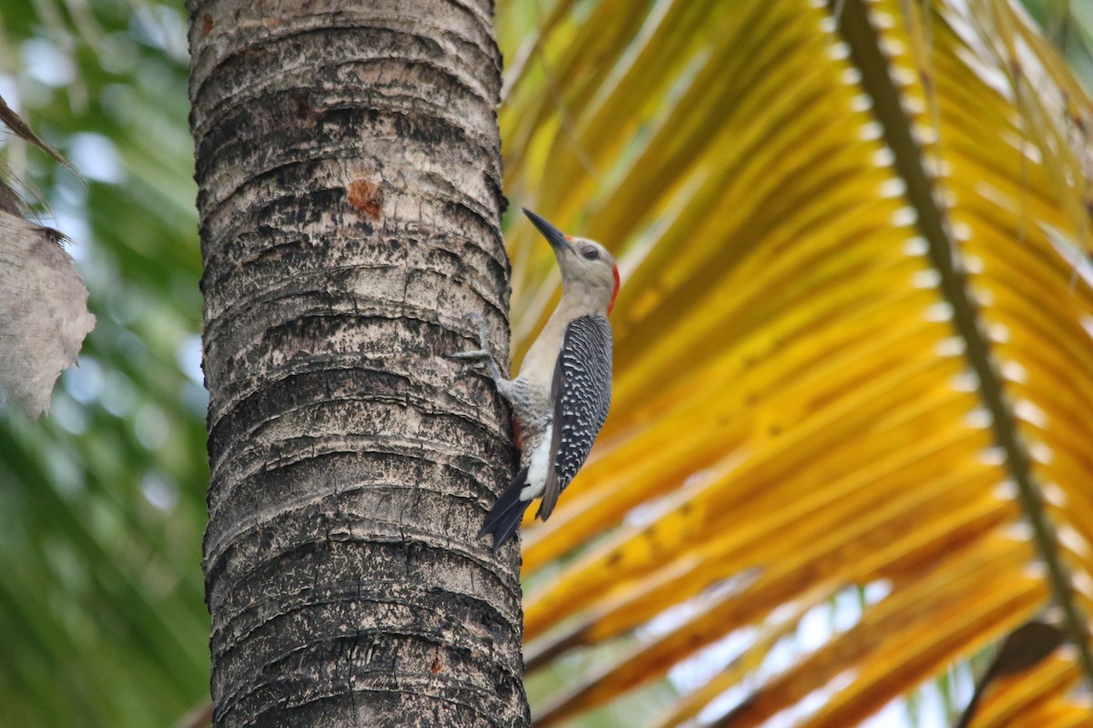 Yucatan Woodpecker - ML619460491