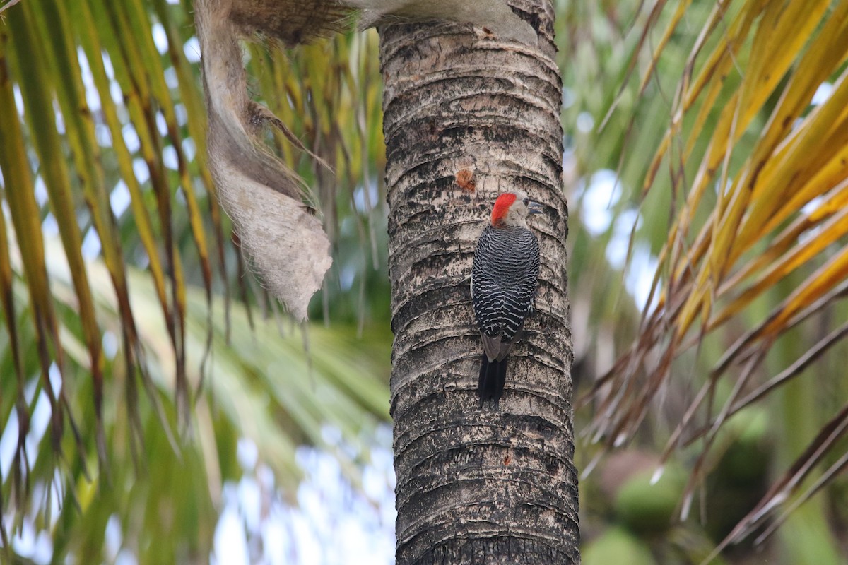 Yucatan Woodpecker - ML619460492
