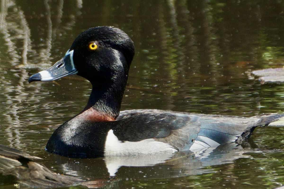 Ring-necked Duck - ML619460499