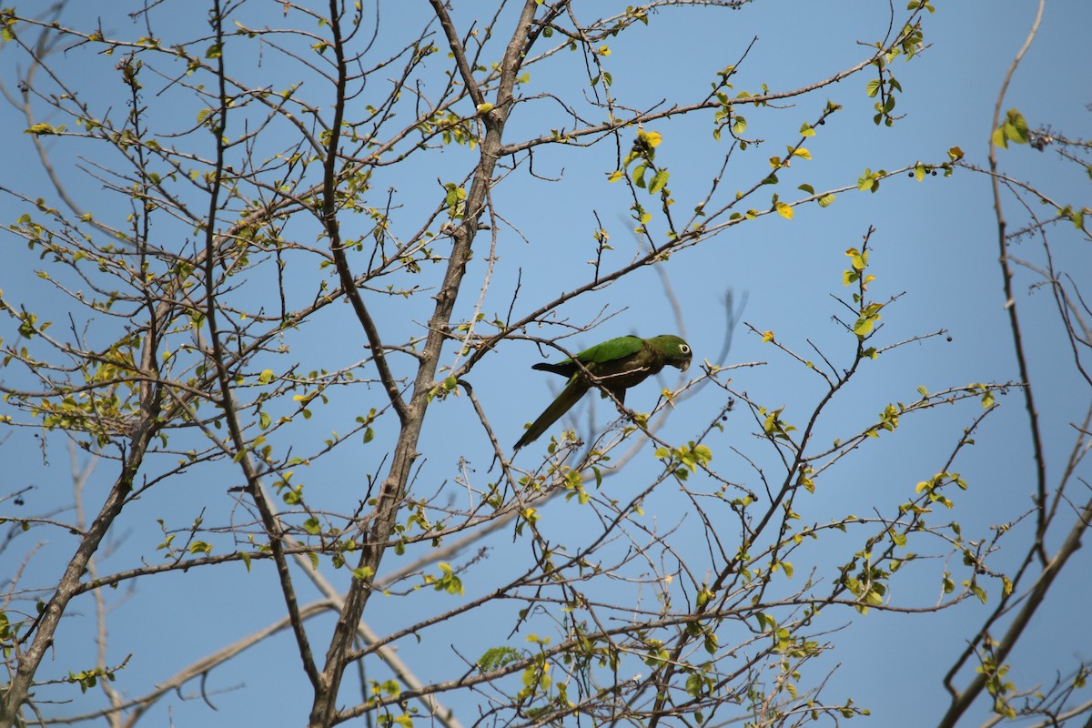 Olive-throated Parakeet - ML619460503