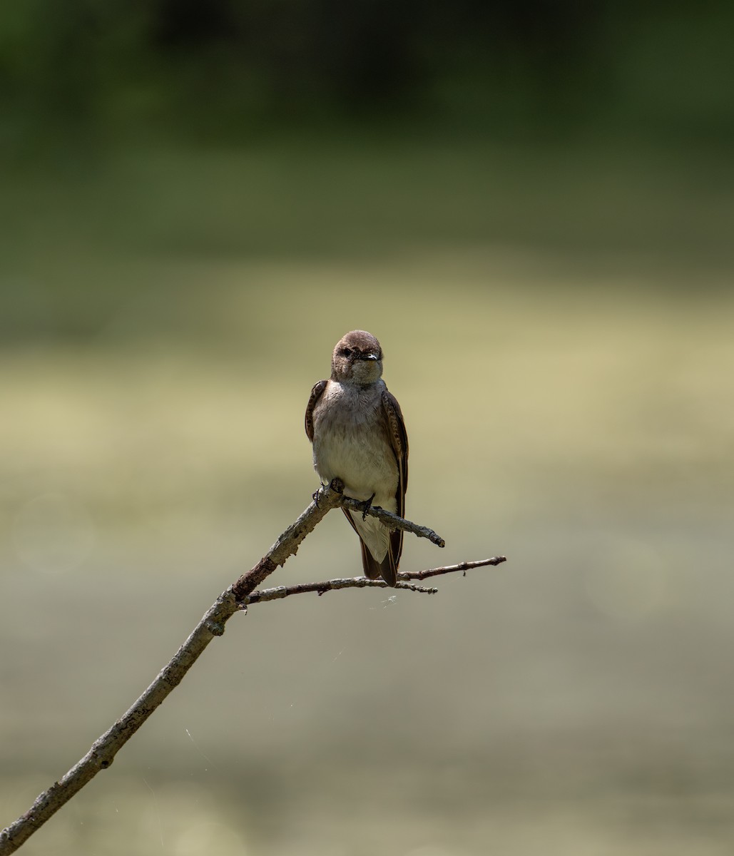 Northern Rough-winged Swallow - ML619460506