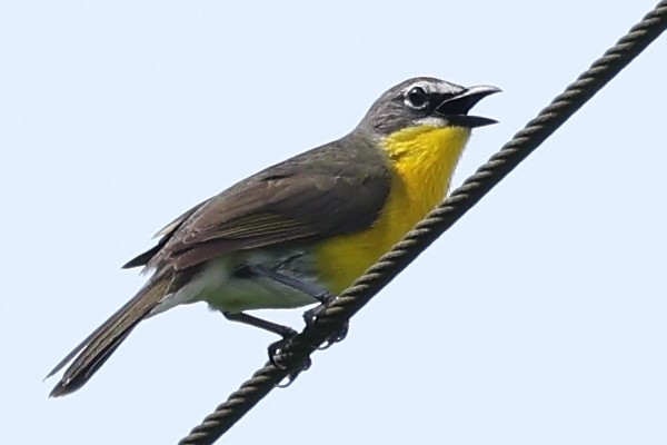 Yellow-breasted Chat - ML619460509