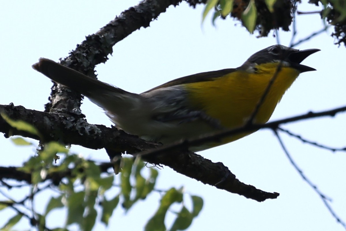 Yellow-breasted Chat - ML619460510