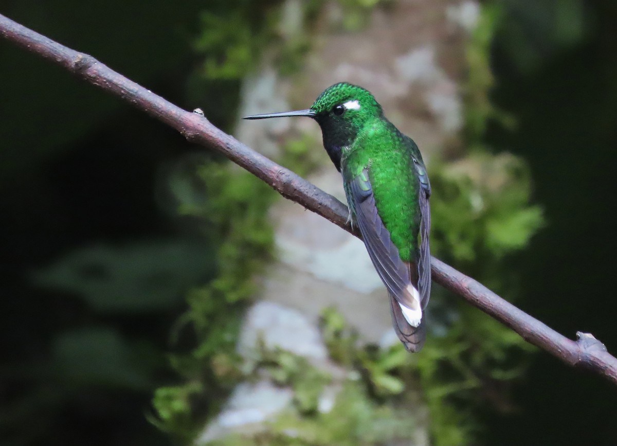 kolibřík skvrnoocasý - ML619460529