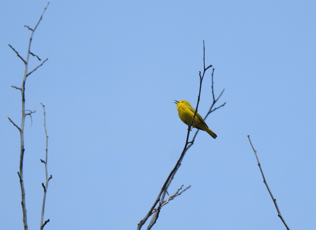 Yellow Warbler - ML619460555
