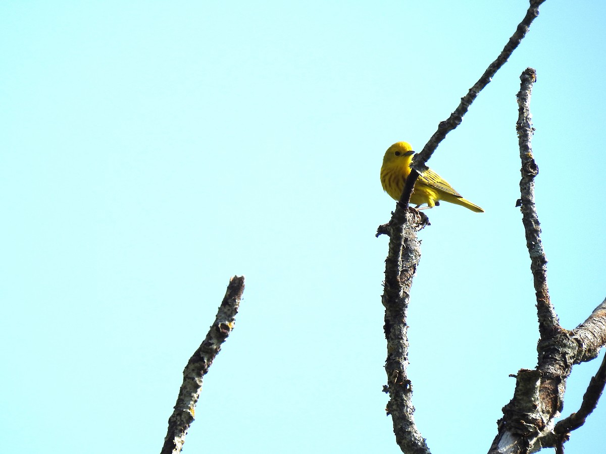 Yellow Warbler - ML619460557