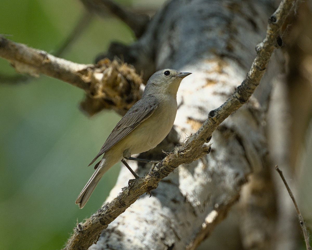 Lucy's Warbler - ML619460560