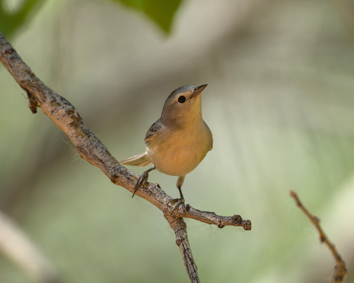 Lucy's Warbler - ML619460561