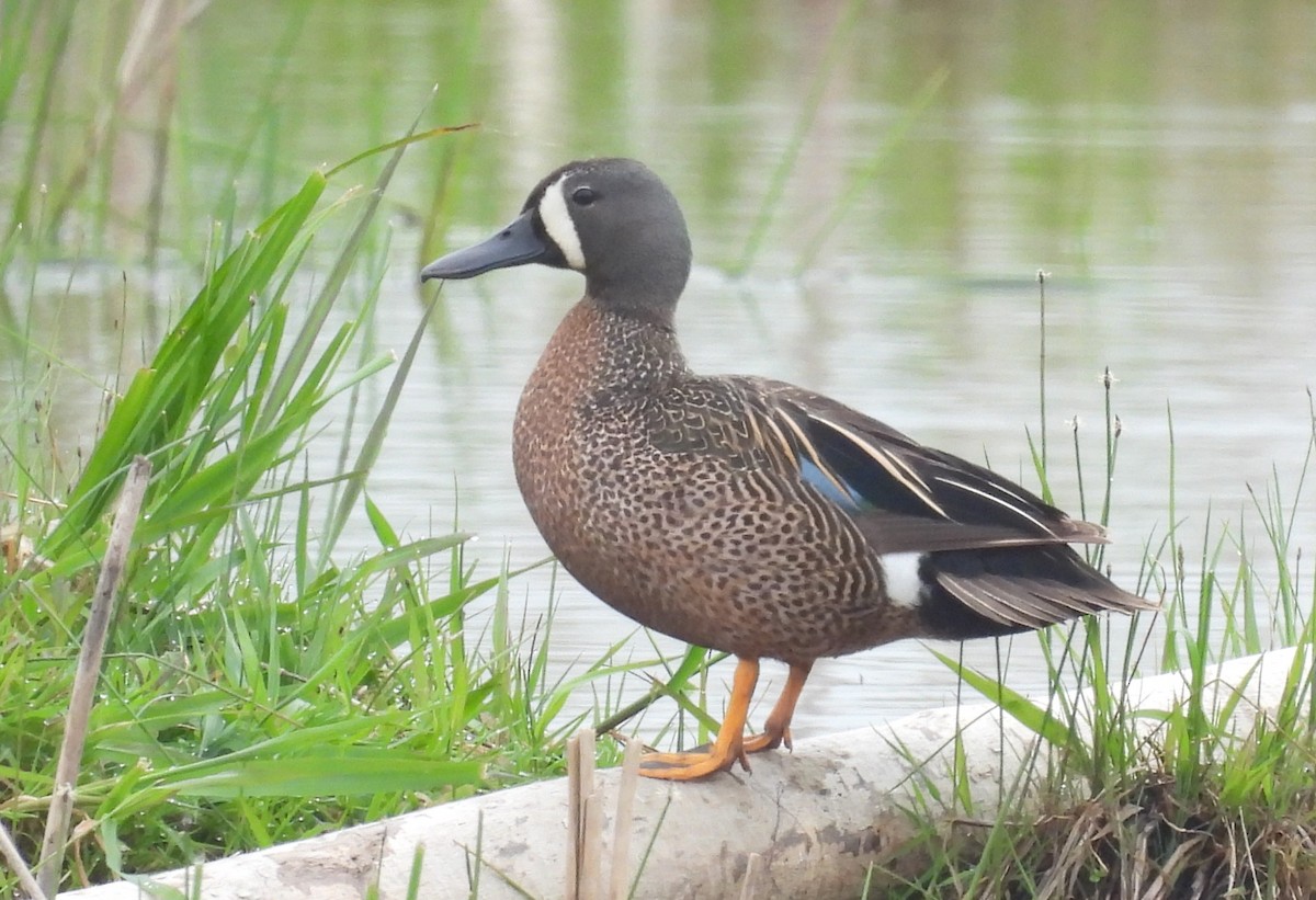 Blue-winged Teal - ML619460565