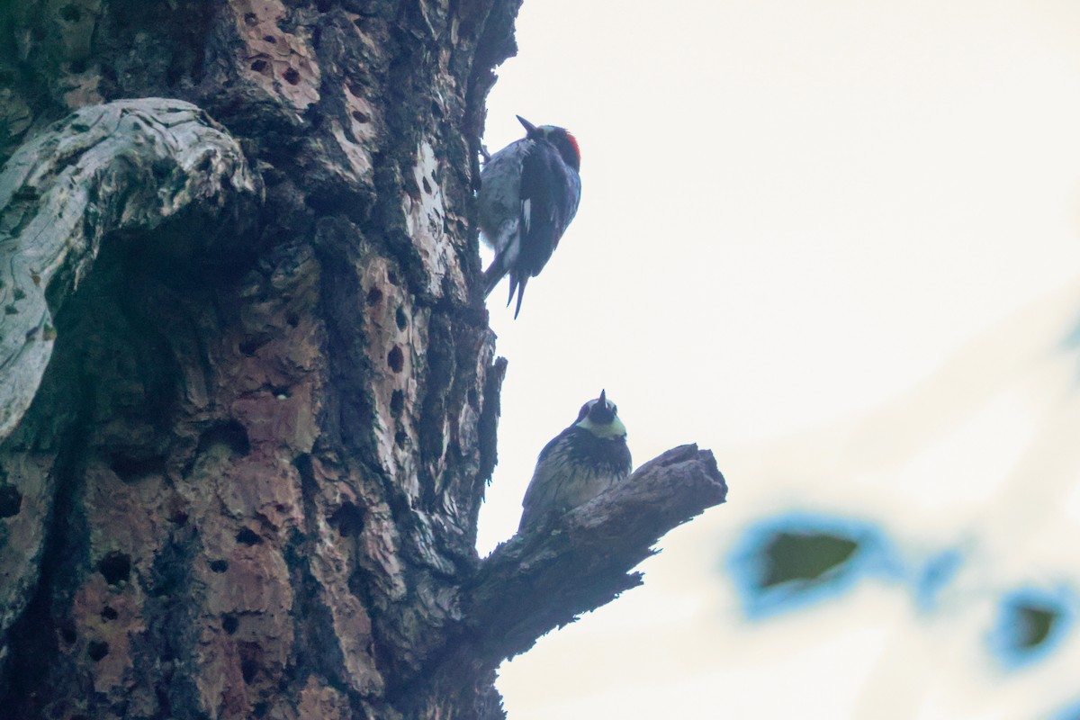 Acorn Woodpecker (Acorn) - ML619460599