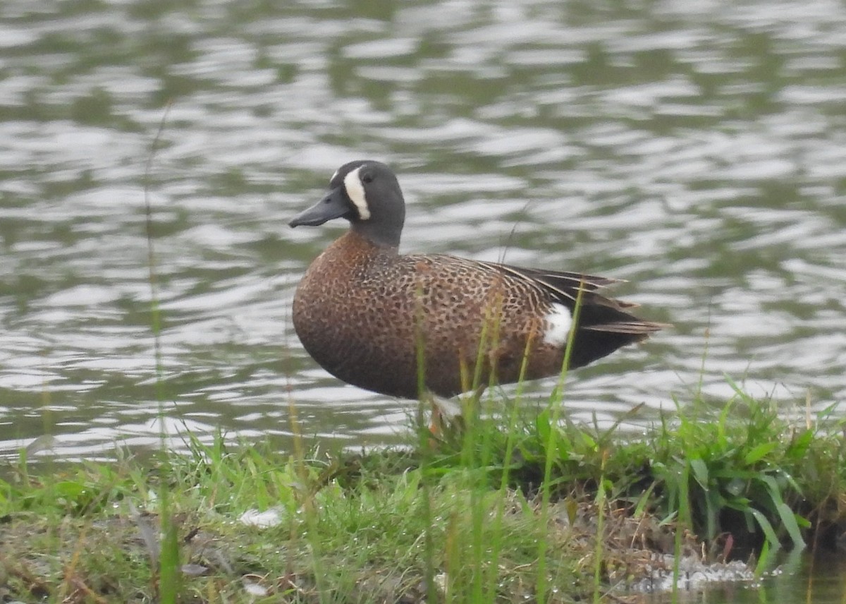 Blue-winged Teal - ML619460621