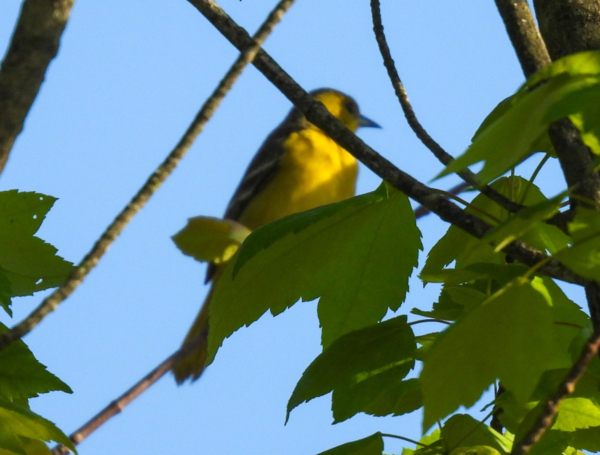 Orchard Oriole - ML619460631